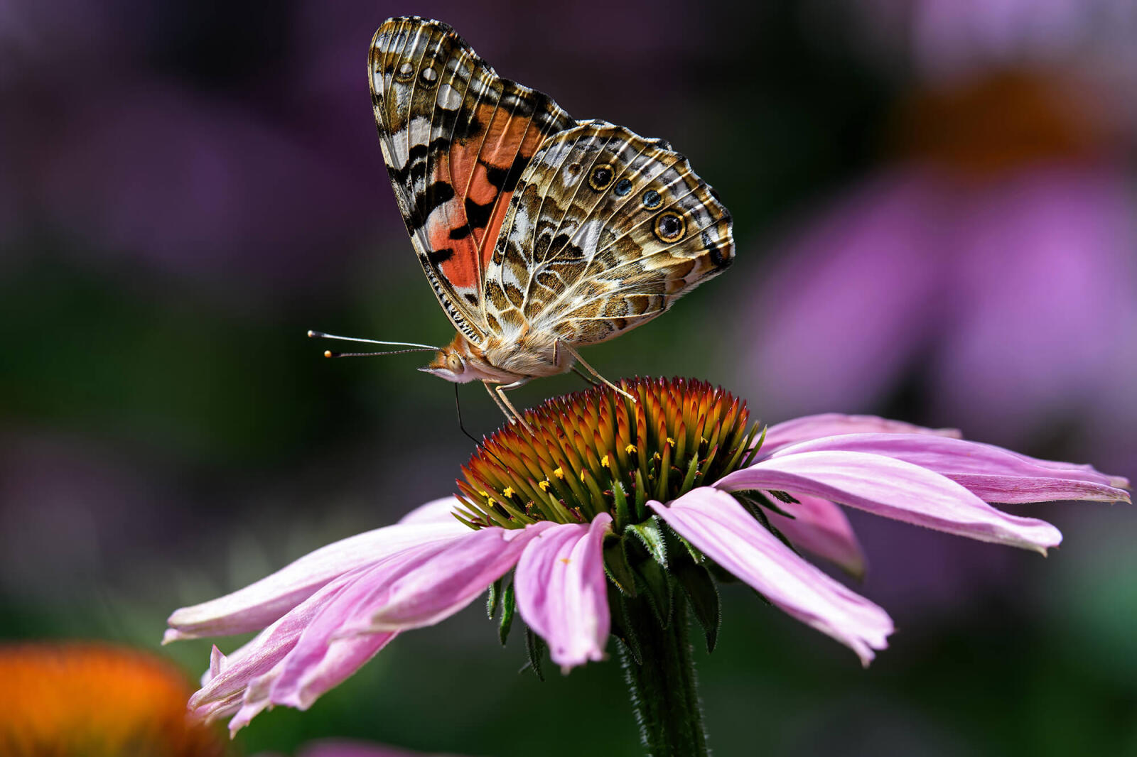 Butterfly on a cone flower-web