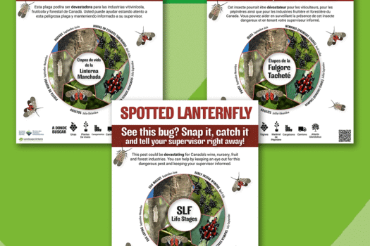 SLF See it snap it catch it posters graphic-web.png