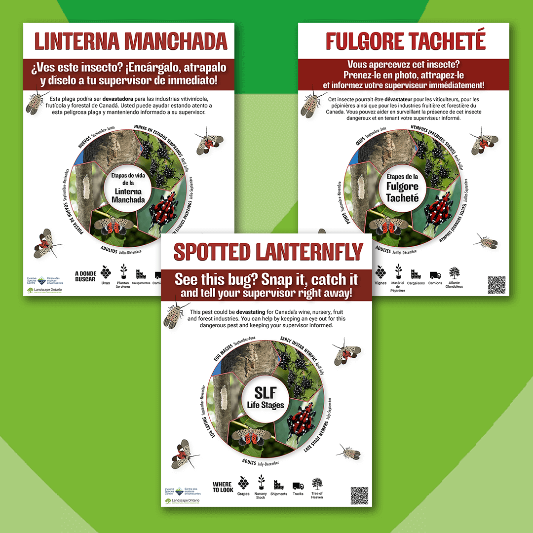 SLF See it snap it catch it posters graphic-web.png