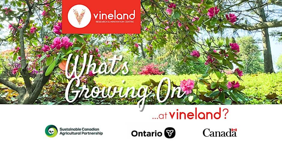 vineland event summer 2025.jpg