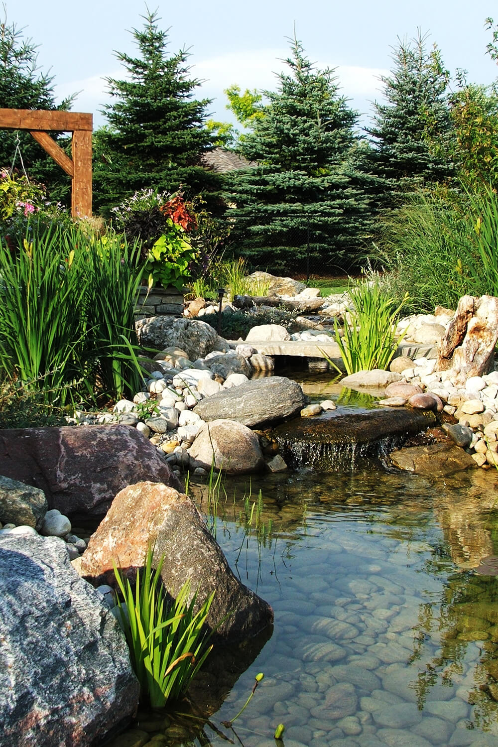 evergreen trees with a pond and waterfall