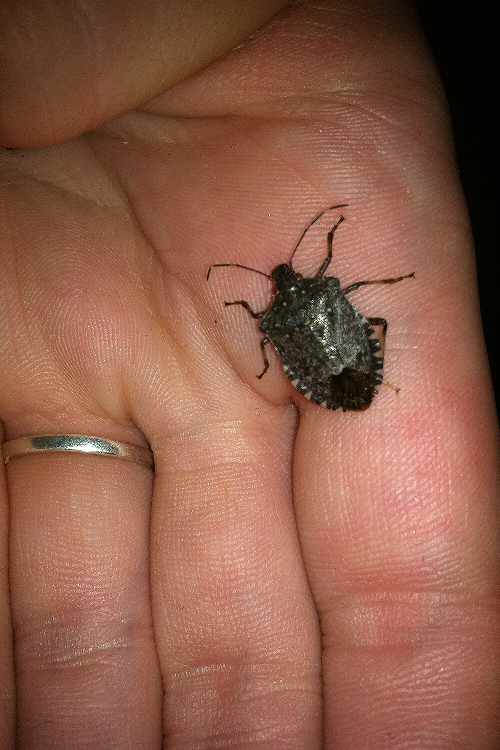 small bug on a person's hand