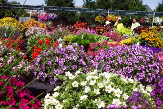 1590544465.Proven_Winners-20110726-web