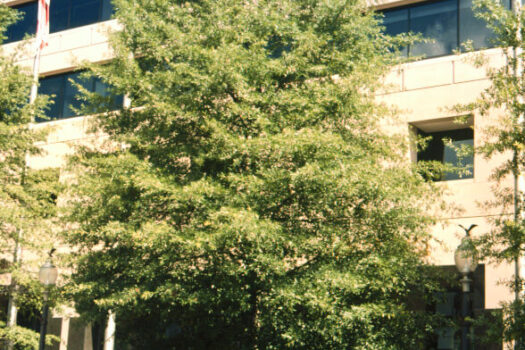 1592185414.Quercus_phellos_-_Hs3-web