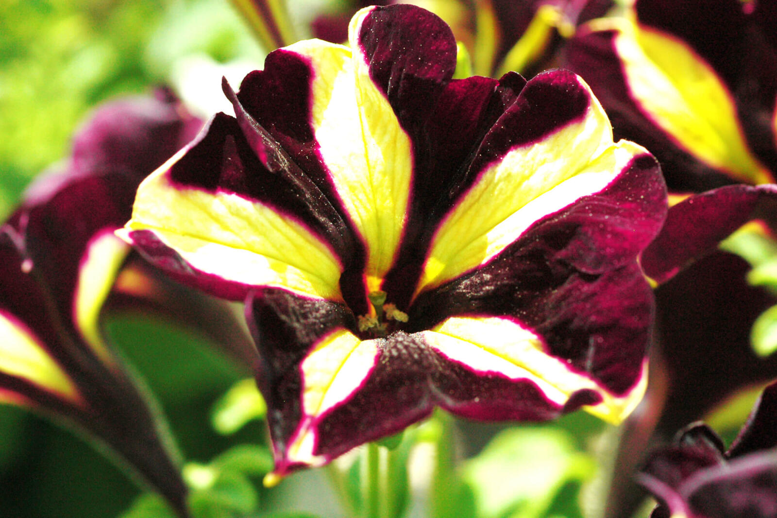 1592876596.phantom_petunia_trial-web